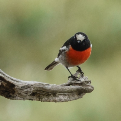 Petroica boodang (Scarlet Robin) at Mulligans Flat - 5 Apr 2017 by CedricBear