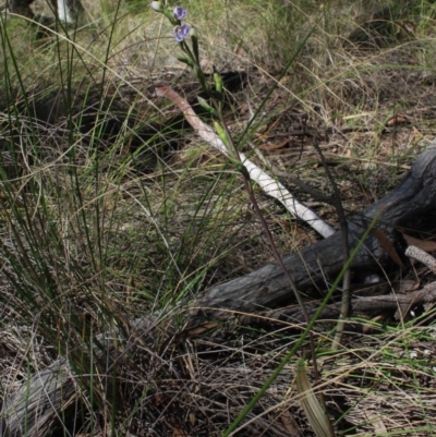 Thelymitra arenaria (Forest Sun Orchid) at Gundaroo, NSW - 4 Nov 2016 by MaartjeSevenster