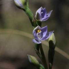 Thelymitra arenaria (Forest Sun Orchid) at MTR591 at Gundaroo - 4 Nov 2016 by MaartjeSevenster