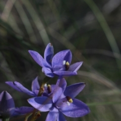 Thelymitra nuda (Scented Sun Orchid) at MTR591 at Gundaroo - 11 Nov 2016 by MaartjeSevenster