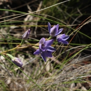 Thelymitra nuda at Gundaroo, NSW - suppressed