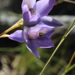 Thelymitra nuda at Gundaroo, NSW - suppressed