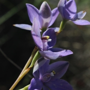 Thelymitra nuda at Gundaroo, NSW - suppressed