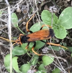 Cryptocheilus bicolor (Orange Spider Wasp) at QPRC LGA - 5 Apr 2017 by yellowboxwoodland