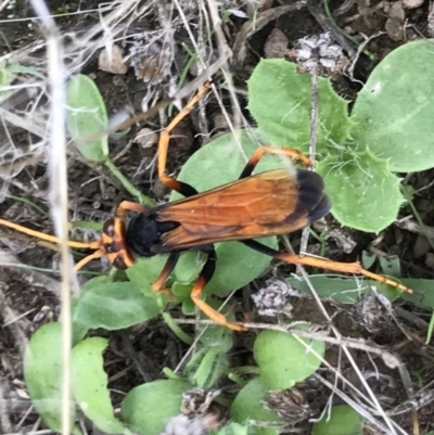 Cryptocheilus bicolor (Orange Spider Wasp) at QPRC LGA - 5 Apr 2017 by yellowboxwoodland