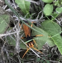 Cryptocheilus bicolor at Bungendore, NSW - 5 Apr 2017