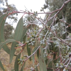 Eucalyptus nortonii (Mealy Bundy) at Urambi Hills - 24 Jan 2017 by michaelb