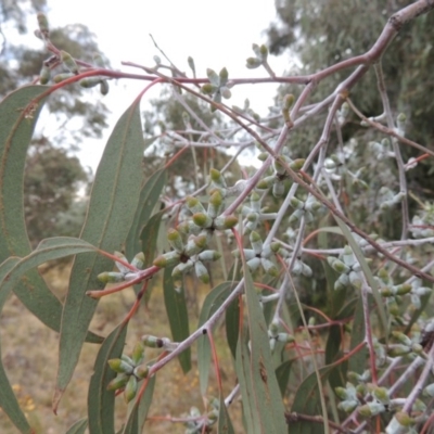 Eucalyptus nortonii (Mealy Bundy) at Urambi Hills - 24 Jan 2017 by MichaelBedingfield