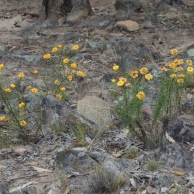 Xerochrysum viscosum (Sticky Everlasting) at Kambah, ACT - 24 Jan 2017 by michaelb