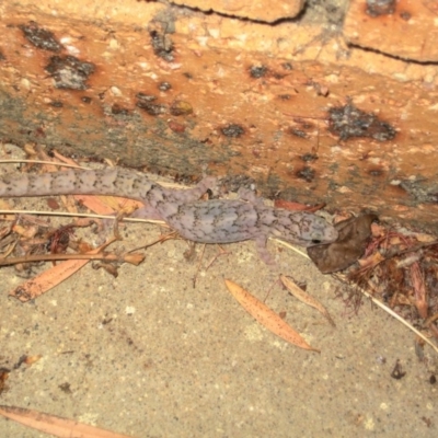 Christinus marmoratus (Southern Marbled Gecko) at Florey, ACT - 5 Apr 2017 by nimma