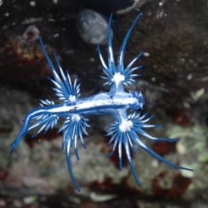 Glaucus atlanticus at Batemans Marine Park - 20 Feb 2016 12:00 AM