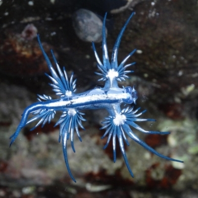 Glaucus atlanticus (Blue Glaucus) at Broulee Moruya Nature Observation Area - 20 Feb 2016 by Jennyncmg