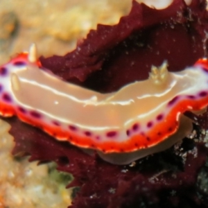 Goniobranchus setoensis at Narooma, NSW - 8 May 2015 01:39 PM