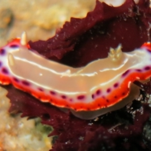 Goniobranchus setoensis at Narooma, NSW - 8 May 2015