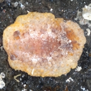 Hoplodoris nodulosa at Batemans Marine Park - 20 Feb 2016