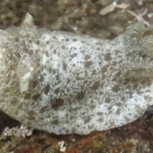 Jorunna pantherina at Batemans Marine Park - 20 Feb 2016 02:27 PM