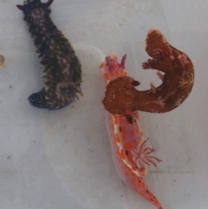 Hypselodoris obscura at Narooma, NSW - 11 Jan 2016