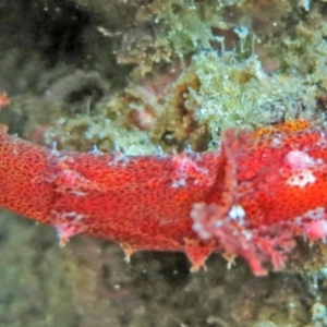 Plocamopherus imperialis at Narooma, NSW - 9 Mar 2015