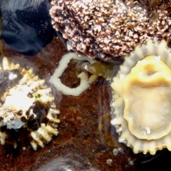 Siphonaria diemenensis at Batemans Marine Park - 7 Nov 2010 by Jennyncmg