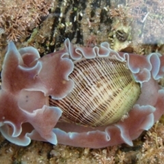 Hydatina physis (Brown-line Paperbubble) at Narooma, NSW - 5 Jan 2011 by Jennyncmg