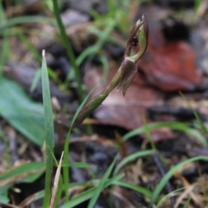 Chiloglottis trapeziformis at Gundaroo, NSW - suppressed