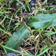 Chiloglottis trapeziformis at Gundaroo, NSW - suppressed