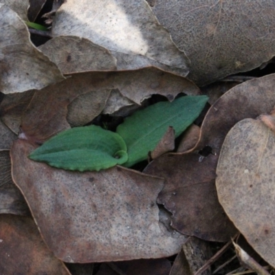 Chiloglottis trapeziformis (Diamond Ant Orchid) at MTR591 at Gundaroo - 5 Apr 2017 by MaartjeSevenster