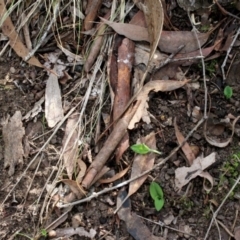 Chiloglottis trapeziformis (Diamond Ant Orchid) at Gundaroo, NSW - 5 Apr 2017 by MaartjeSevenster