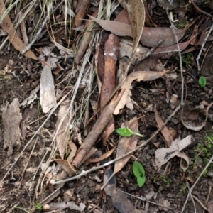 Chiloglottis trapeziformis at Gundaroo, NSW - 5 Apr 2017