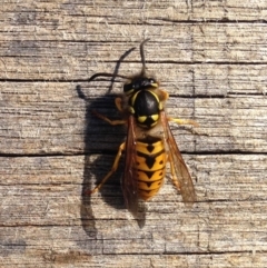 Vespula germanica (European Wasp, German Yellowjacket Wasp) at Buckajo, NSW - 6 Apr 2017 by alirodway