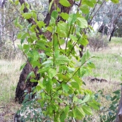 Prunus sp. (A Plum) at Red Hill to Yarralumla Creek - 4 Apr 2017 by ruthkerruish