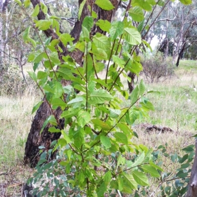 Prunus sp. (A Plum) at Red Hill to Yarralumla Creek - 4 Apr 2017 by ruthkerruish