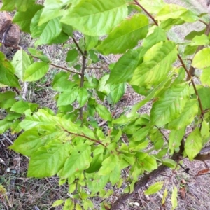Prunus sp. at Hughes, ACT - 5 Apr 2017