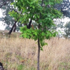 Quercus robur (English Oak) at Red Hill to Yarralumla Creek - 4 Apr 2017 by ruthkerruish