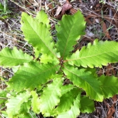 Quercus robur at Hughes, ACT - 5 Apr 2017