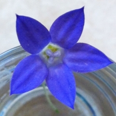 Wahlenbergia capillaris (Tufted Bluebell) at Hughes, ACT - 5 Apr 2017 by ruthkerruish