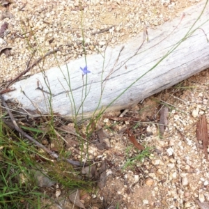 Wahlenbergia capillaris at Hughes, ACT - 5 Apr 2017 12:00 AM