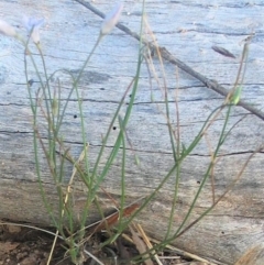 Wahlenbergia capillaris at Hughes, ACT - 5 Apr 2017 12:00 AM