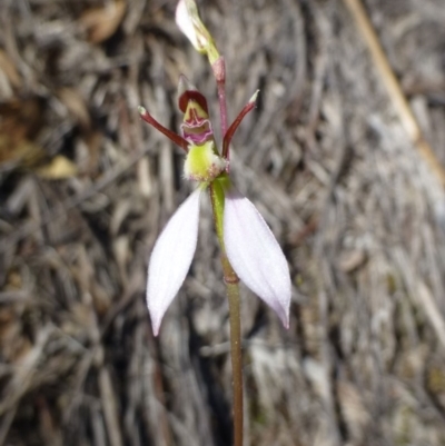 Eriochilus cucullatus (Parson's Bands) at Point 5363 - 6 Apr 2017 by RWPurdie