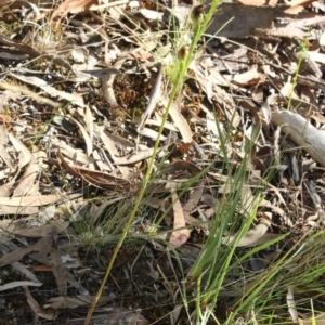 Speculantha rubescens at Gundaroo, NSW - suppressed