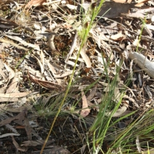 Speculantha rubescens at Gundaroo, NSW - 5 Apr 2017