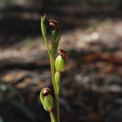 Speculantha rubescens (Blushing Tiny Greenhood) at MTR591 at Gundaroo - 30 Mar 2017 by MaartjeSevenster