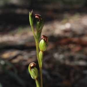 Speculantha rubescens at Gundaroo, NSW - 31 Mar 2017