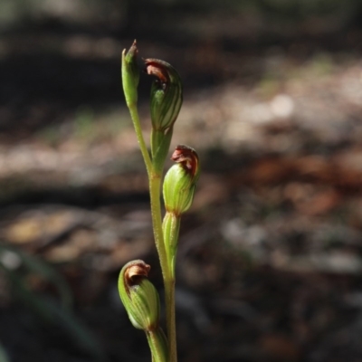 Speculantha rubescens (Blushing Tiny Greenhood) at Gundaroo, NSW - 31 Mar 2017 by MaartjeSevenster