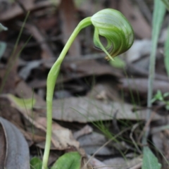 Pterostylis nutans (Nodding Greenhood) at MTR591 at Gundaroo - 28 Sep 2015 by MaartjeSevenster