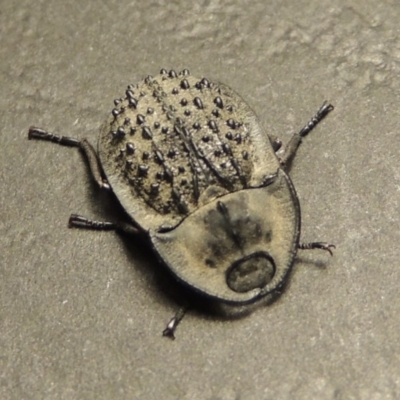 Helea ovata (Pie-dish beetle) at Kambah, ACT - 23 Jan 2017 by MichaelBedingfield