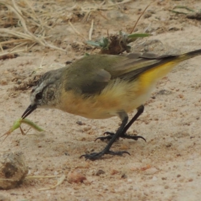 Acanthiza chrysorrhoa (Yellow-rumped Thornbill) at Kambah, ACT - 24 Jan 2017 by michaelb