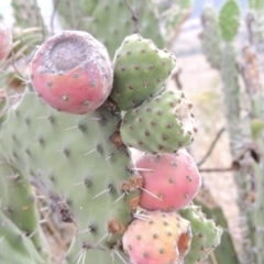 Opuntia stricta (Common Prickly Pear) at Urambi Hills - 24 Jan 2017 by MichaelBedingfield