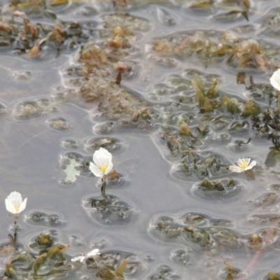 Egeria densa (Dense Waterweed, Leafy Elodea) at Urambi Hills - 6 Feb 2017 by MichaelBedingfield