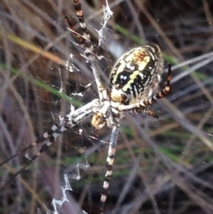 Argiope trifasciata at Burra, NSW - 7 Apr 2017 07:24 AM